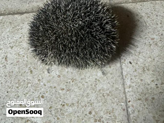 قنفذ ( Hedgehog ) قنافذ عدد 2 للبيع