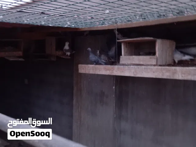حمام للبيع بي جمله