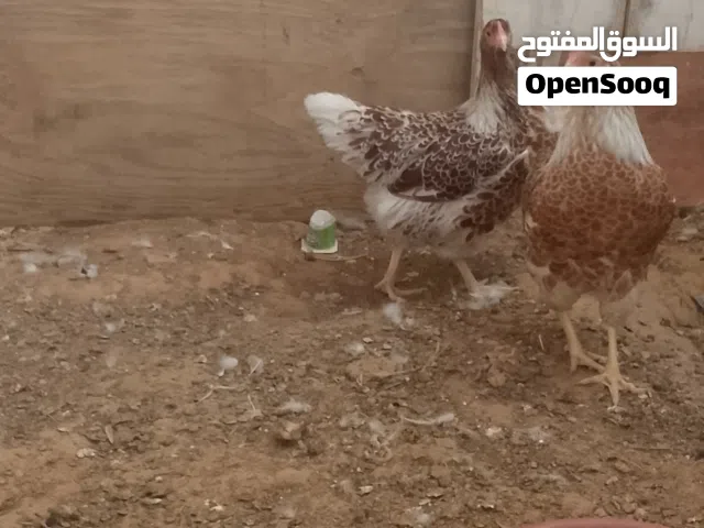 ون دوت للبيع