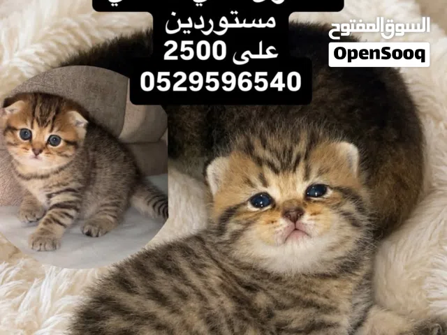 كتنز إناث تايقر فولد وستريت