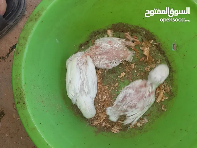 طيور البركاديلو