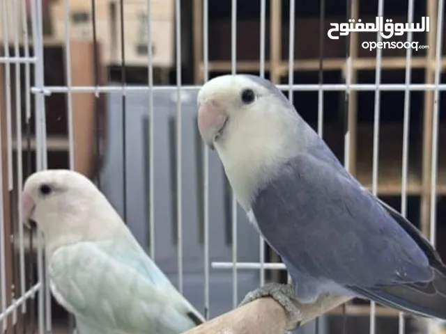 زوج روز منتج 100٪