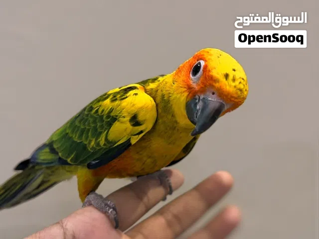 صن كنيور اليف وهدد وامن للاطفال