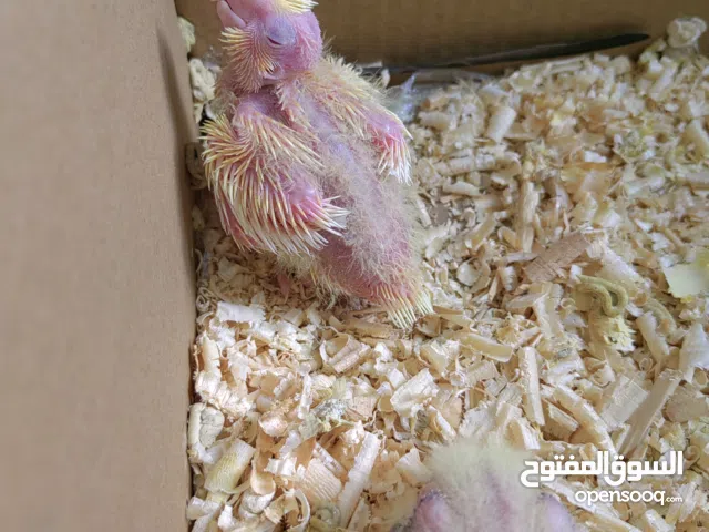 فراخ كوكتيل للبيع