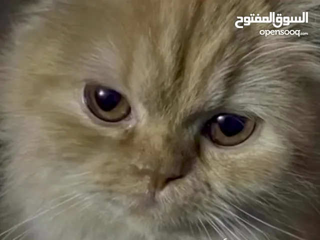 بيرشن شيرازي