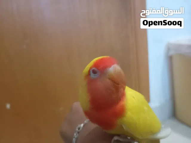 loving bird with very big cage and food cup and water giver