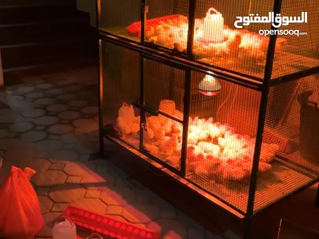 قفص للطيور