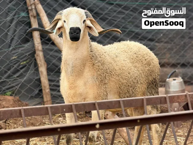 قصاب خبرة في جميع انواع المواشي