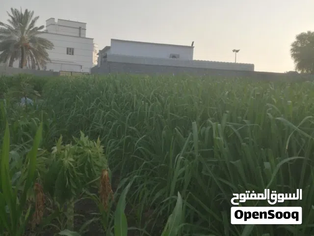 طعام السكري للمواشي