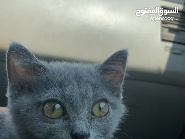 قطه العمر شهرين (شيرازيه) حط سعرك