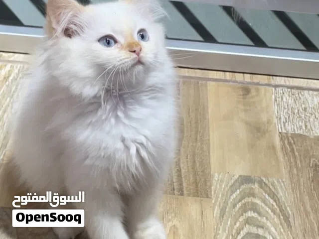 قط شيرازي فرفوش للبيع