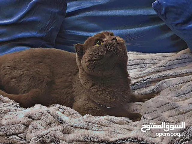 ذكر اسكوتش فولد بلو
