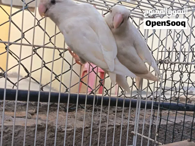 للبيع أزواج روز البينو