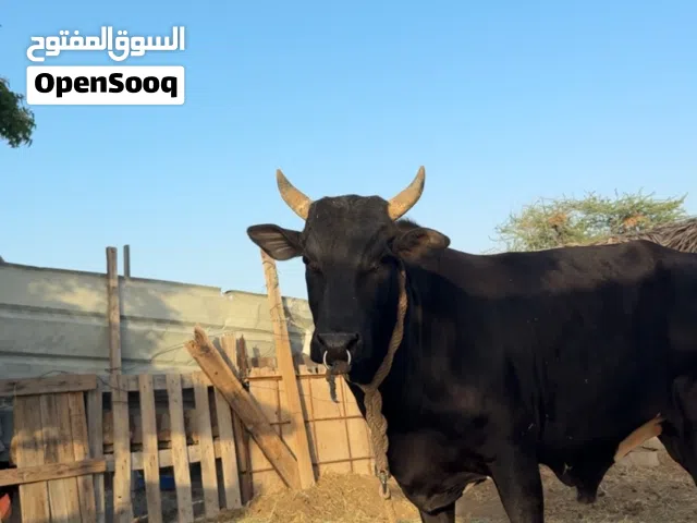 ثور عماني تربية الدار