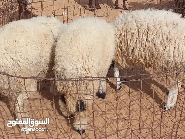 فطايم للبيع العمر 6شهور المكان سوق الخميس امسيحل