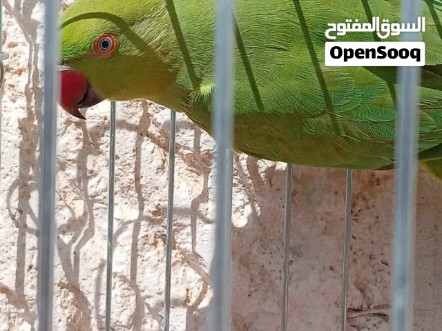 ببغاء دره هندي جوز الصلاة على النبي اقر الوصف الاول