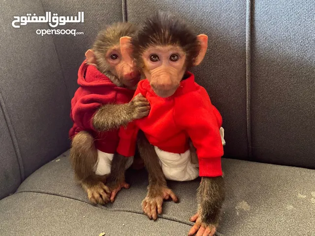 قرد العمر شهرين