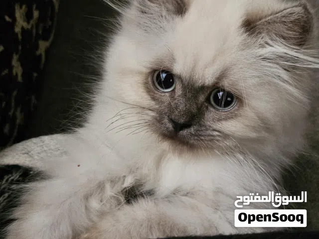 انثى هملايا