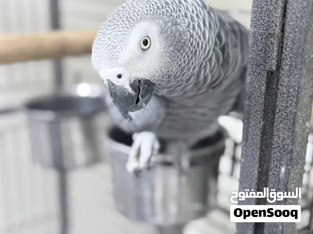 كاسكو جامبو