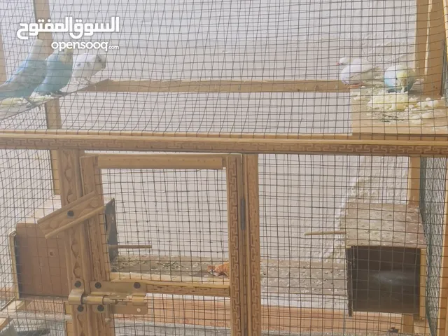 طيور حب 4وثنين فناجس  للبيع ويا القفص كامل