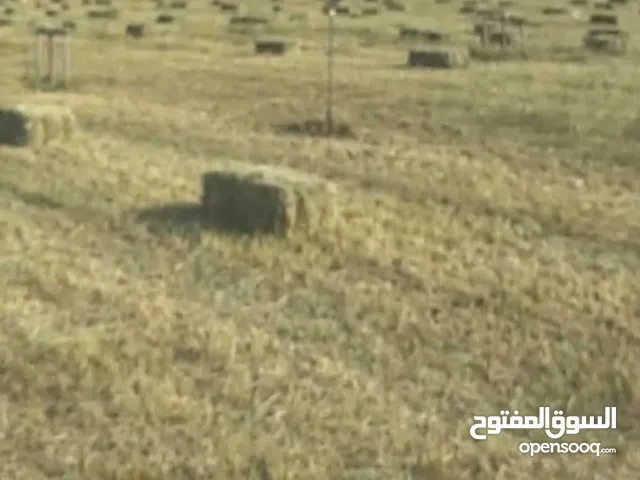 حشيش برايد للبيع