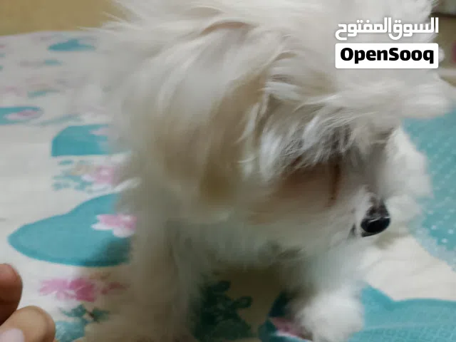 كلبة جريفون ألماني لون ابيض للبيع حجم متوسط مش بيكبر اوي والسعر قابل للتفاوض