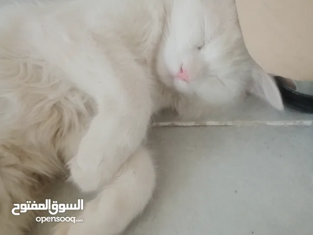 قط للبيع نوع القط انكور فحل العمر 6 اشهر و7 ايام طالب تزاوج صحته 100/100 لعوب بشكل