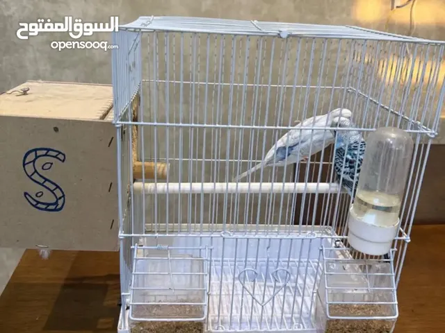 زوج بادجي ً