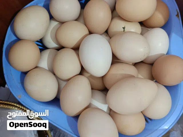 بيض دجاج عرب