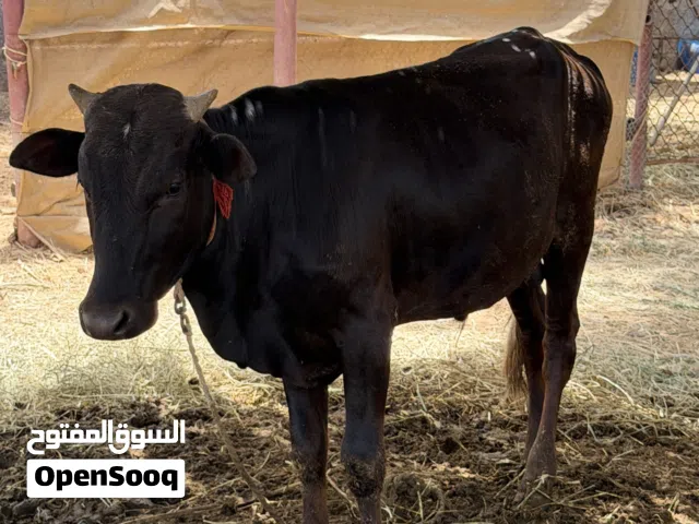 للبيع عجل انتاج الدار مد وسمنه طيبه