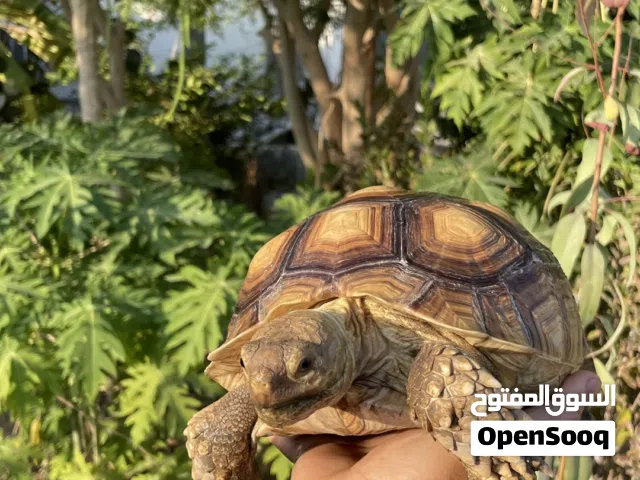 سلاحف سولكاتا
