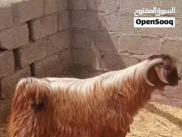 للبيع تيس فحل