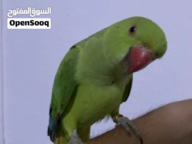 فرخ دره هندي فطام جديد