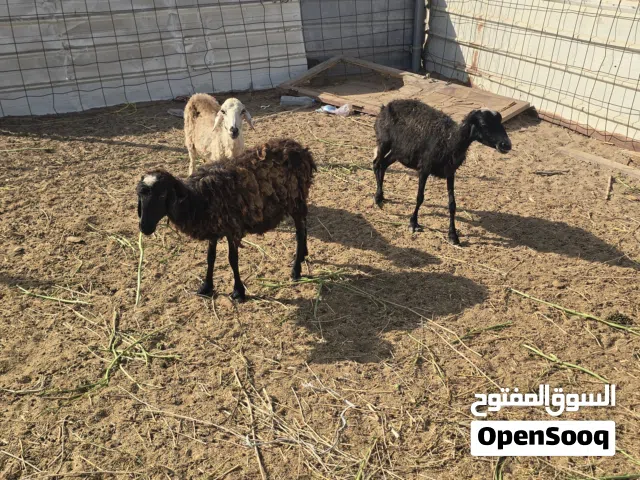 بيع الاغنام
