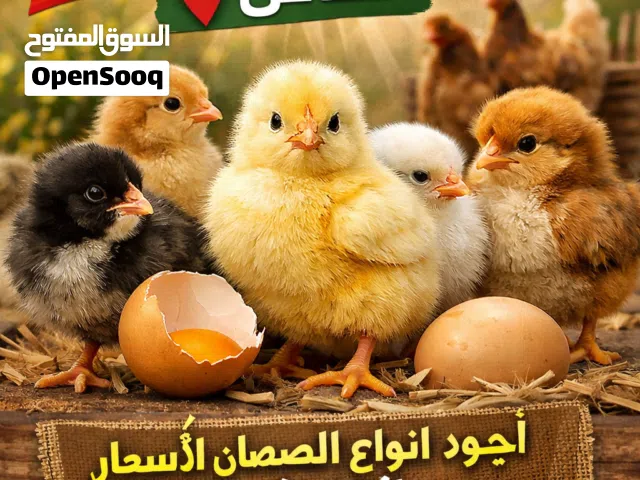 صيصان هجين صف فاخر