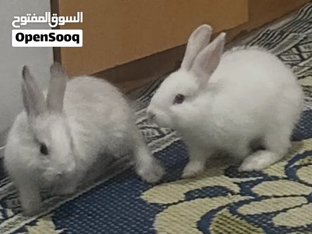 Rabbits pair for Free