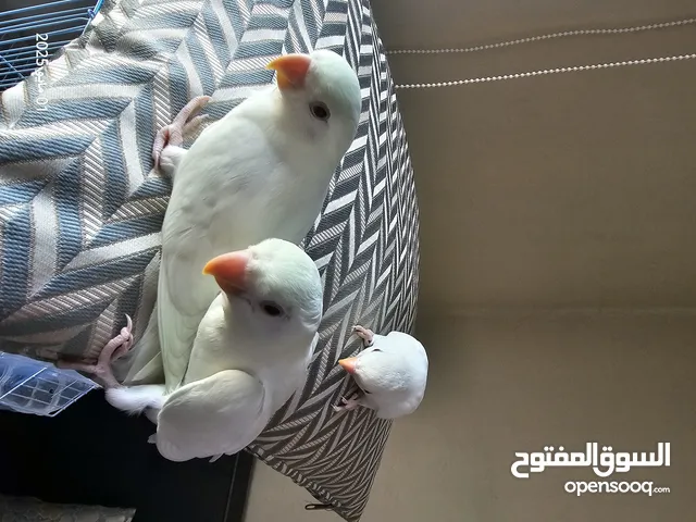 فروخ روز البينو هدد صافي قطن عيون جمر