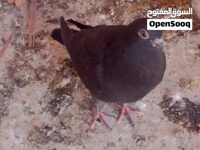 موجود 11فرخ فطم اجديد موجودات في الزرقاء حي النزهه