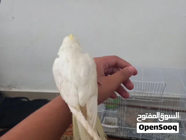 ببغاء كوكتيل مفطوم مروض فل
