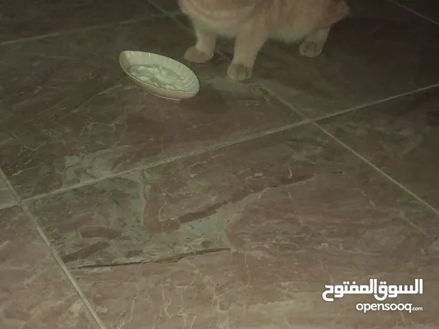 قط سكوتش للبيع