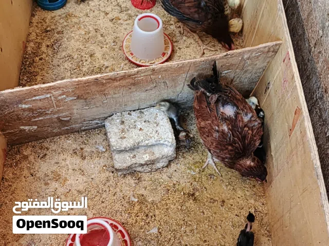 دجاج مع صيصان