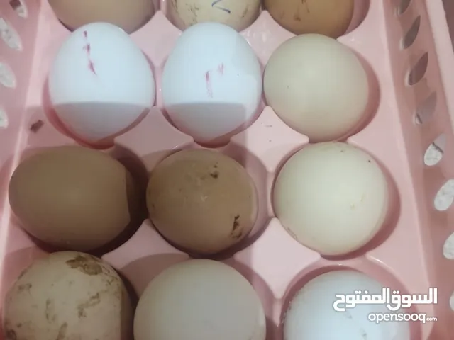 للبيع بيض براهما