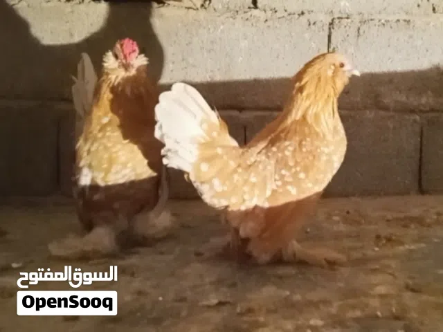 بسم الله ما شاء الله لا قوه الا بالله كوبيات زهري زهري