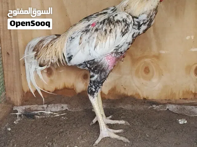 ديج باكستاني