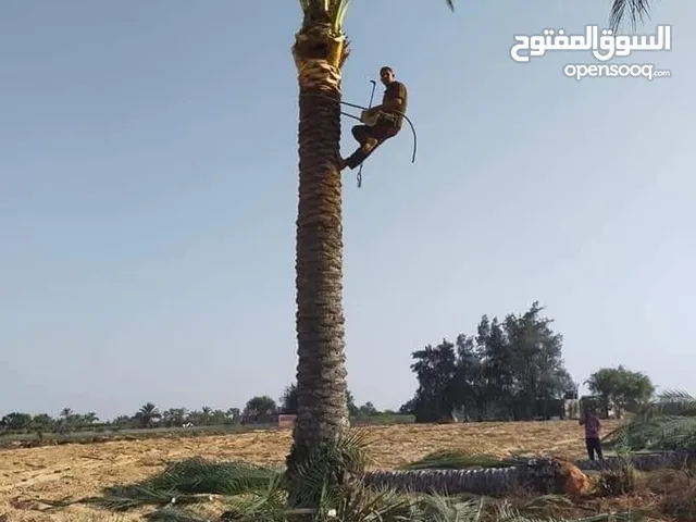 تنسيق الحدائق والنخل والثيل الطبيعي والصناعي وزراعية اشجار وجميع انواع الزراعيه