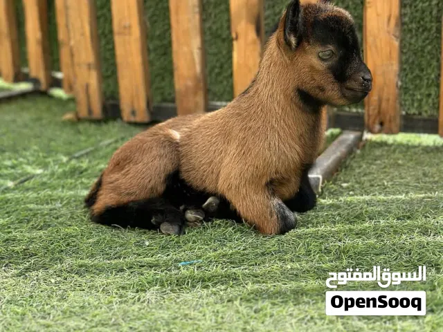 للبيع ماعز قزمي في الامارات