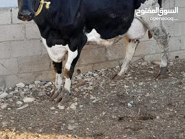 بكيره حليب