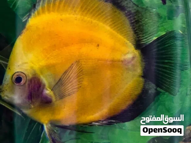 Premium Jumbo Discus Fish