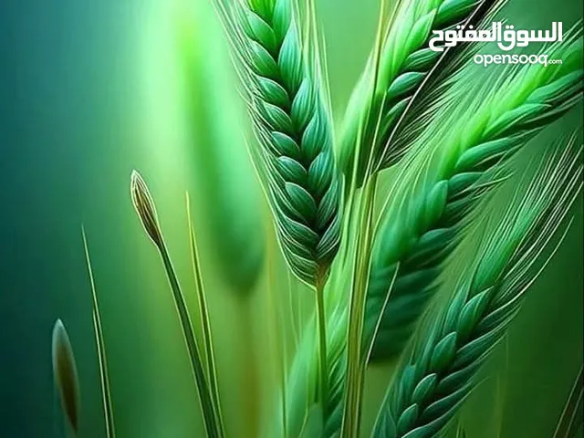 عامل نقل عفش وبضائع
