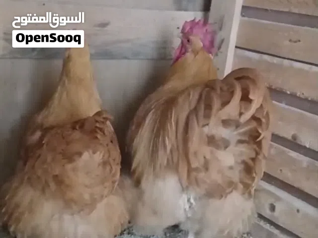 كوبيه كلاي الميرندا